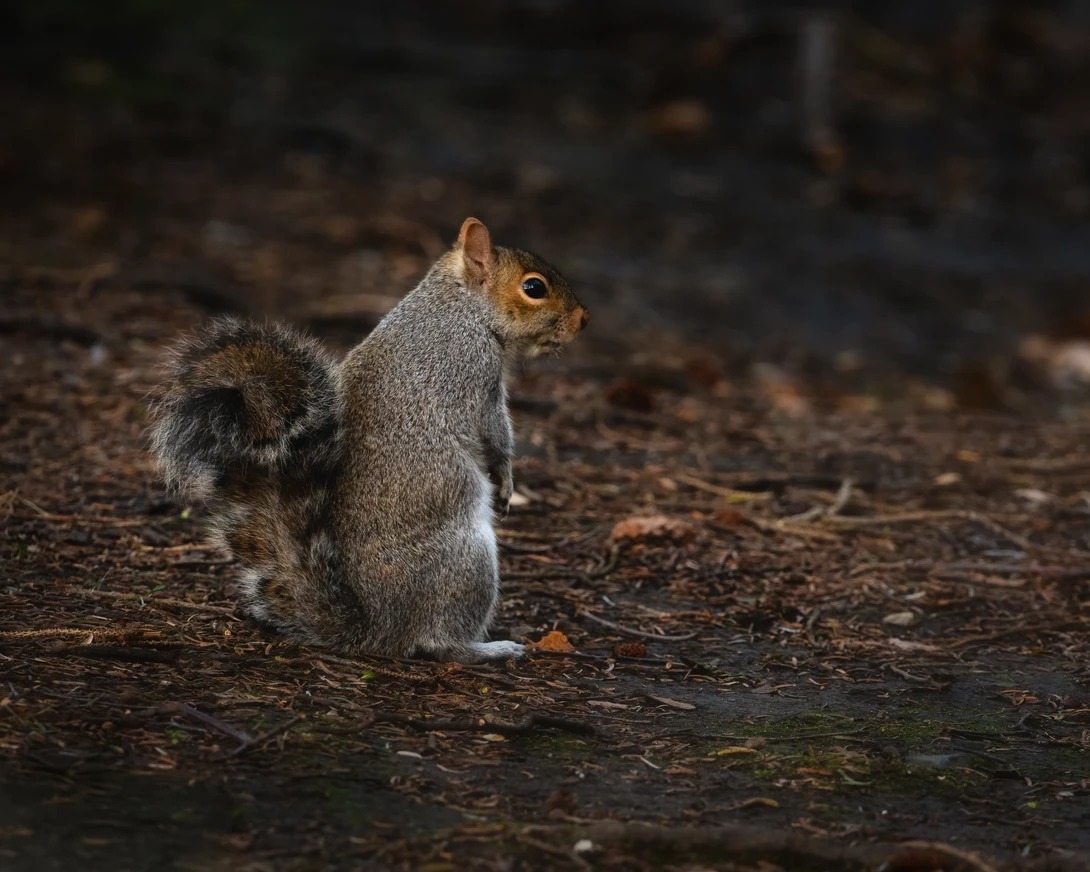A little Gray Squirrel Gathering nuts