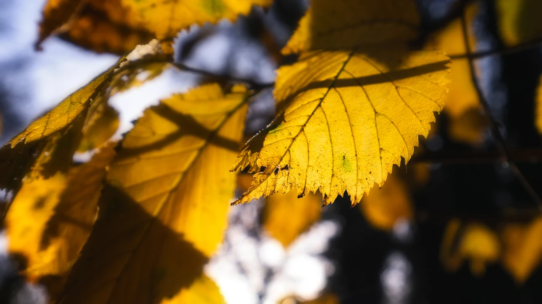 Golden Fall Colour in a Local Park