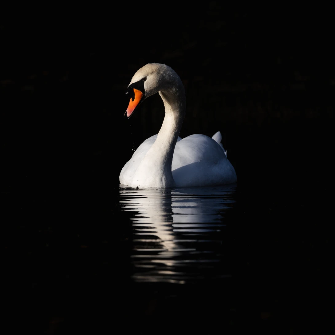 A beautiful swan bathing in light photographed at my local park