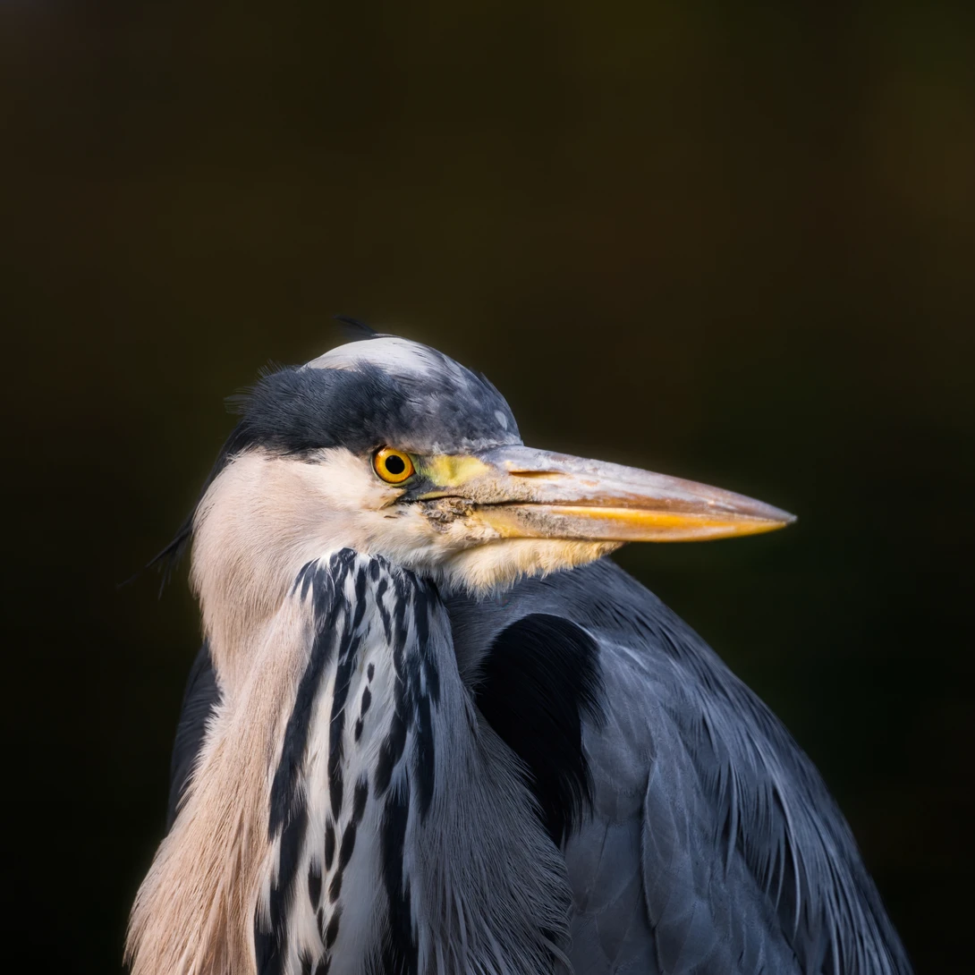 Picture of a heron in golden light