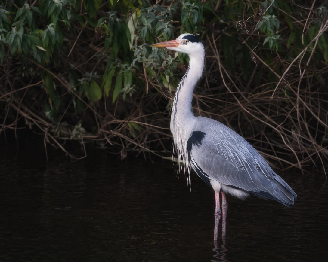A Heron posing for his photo in Dublin