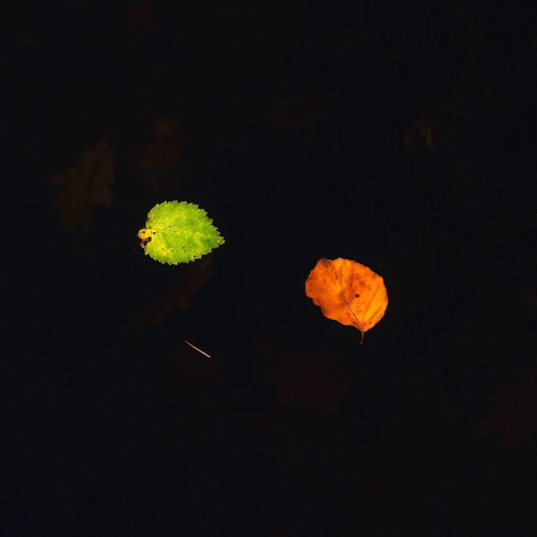 Flouting leaves on the water