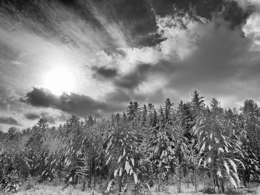 Pine forest after snowfall, Vermont