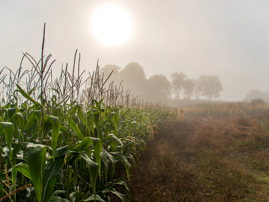 Fall cornfield in morning mist, Vermont