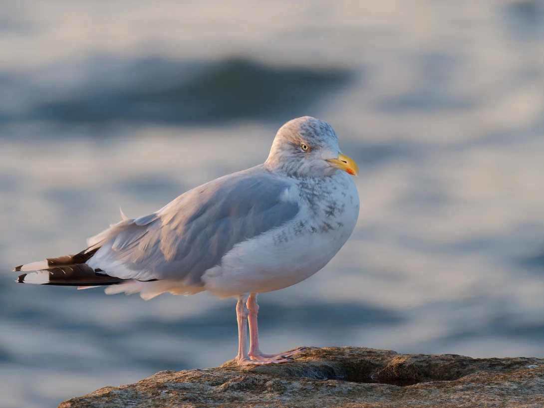 Seagull perched on a rock with ocean waves blurred in the background.