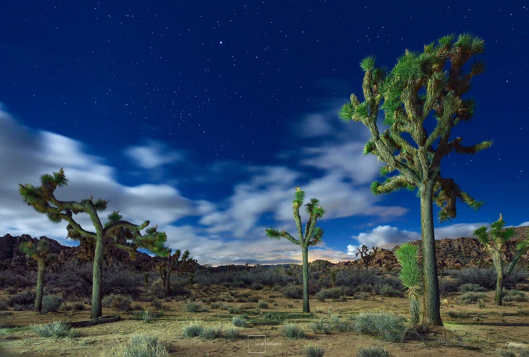 Joshua Tree National Park, CA.