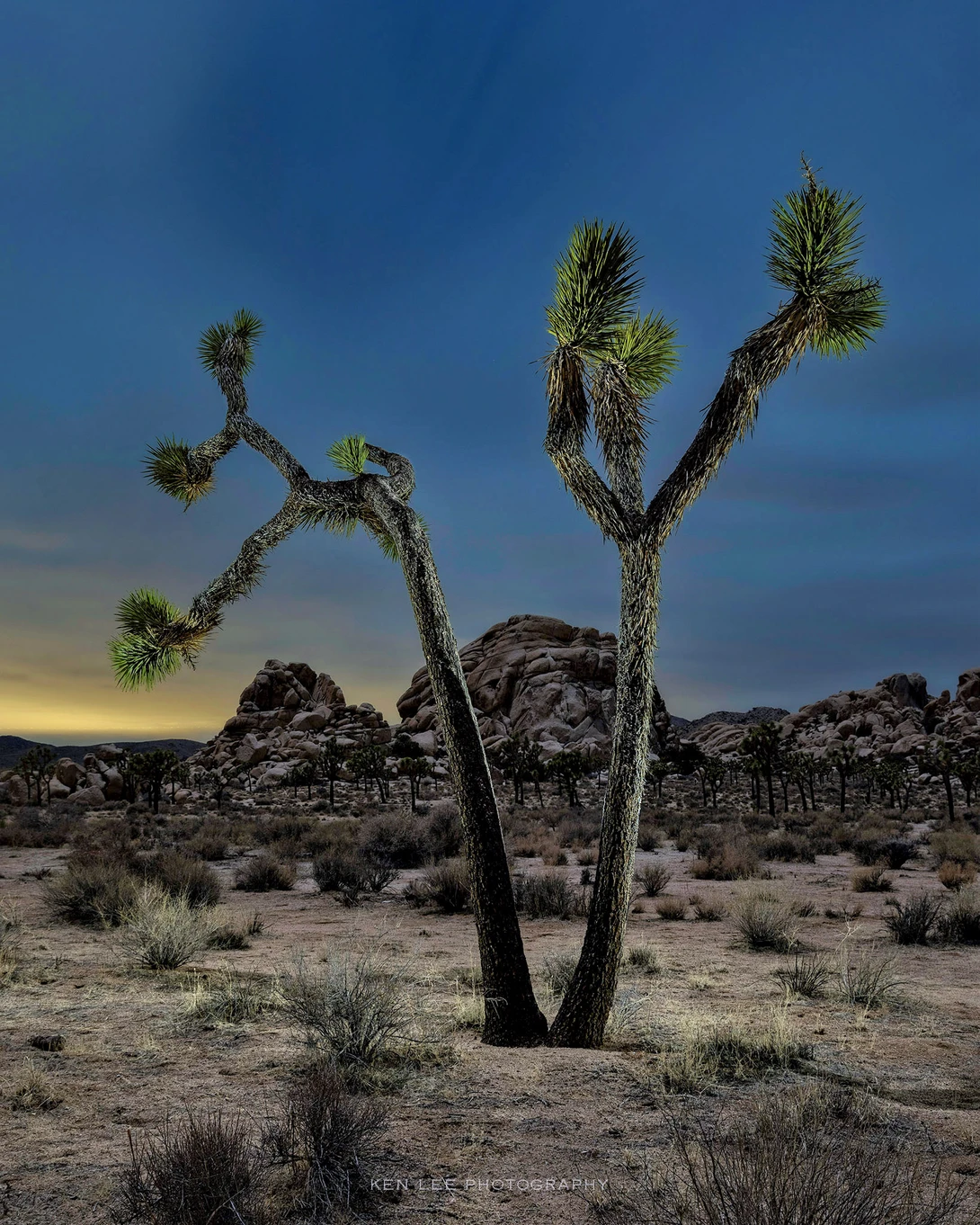 Joshua Tree National Park, California. 