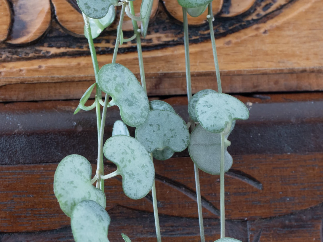 Wind chimes made from seed pods hanging against weathered wooden boards in natural daylight.
