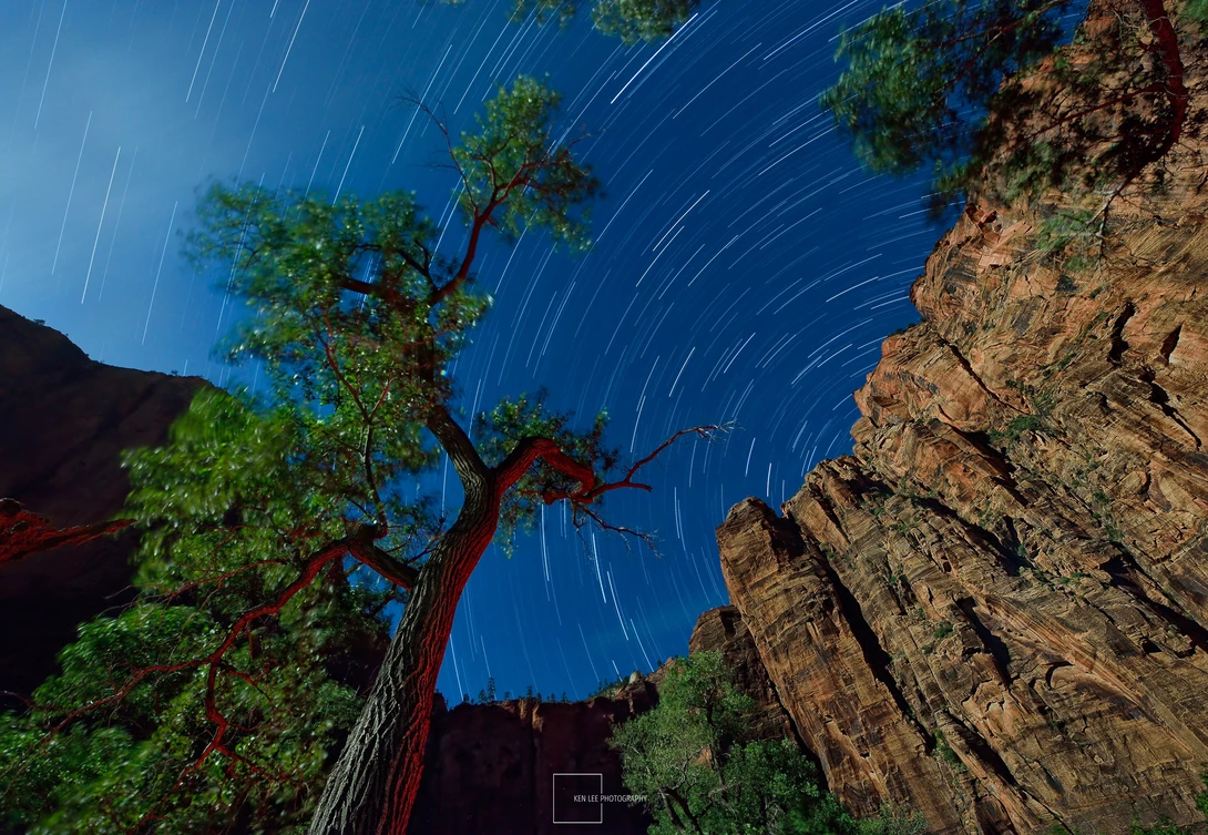Star trails arc across a night sky above a gnarled tree and rocky canyon walls.