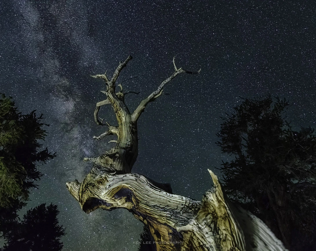 Gnarled dead tree silhouetted against starry night sky with Milky Way visible.