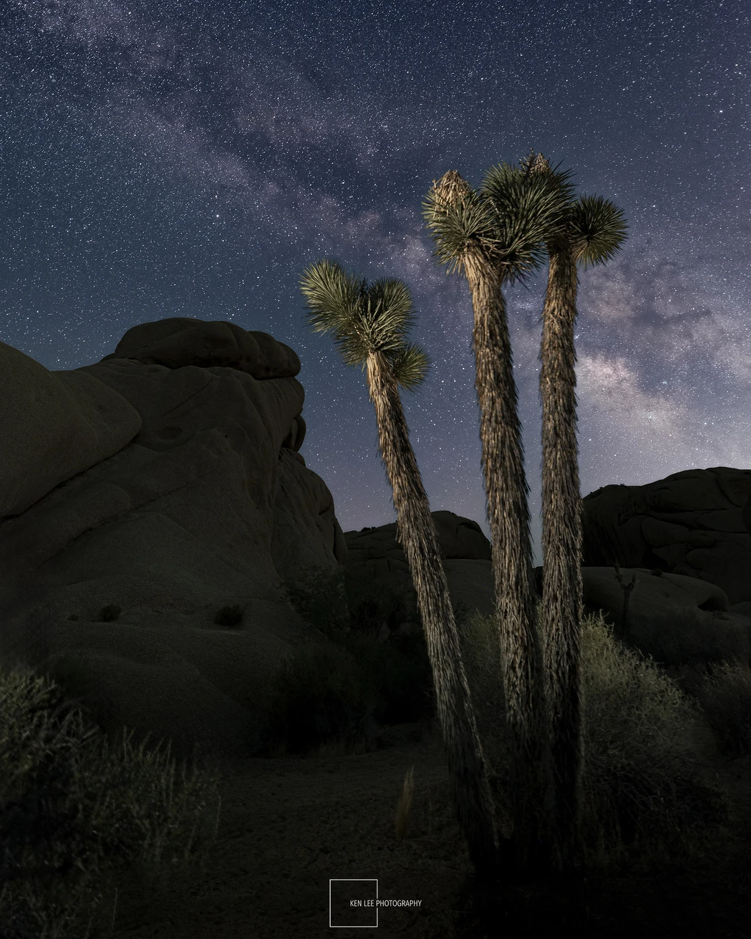 Tall yucca plants silhouetted against a starry night sky with the Milky Way visible above desert boulders.
