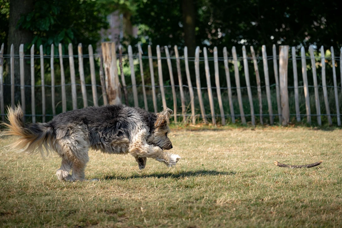 There is a strong rolling shutter effect. It is something to keep in mind when photographing fast action.