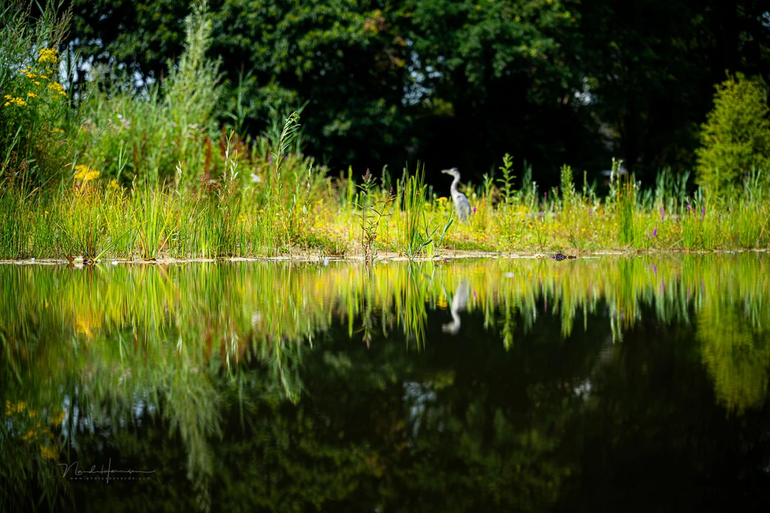 The autofocus failed to find the heron. Captured with the Z 24-120mm f/4
