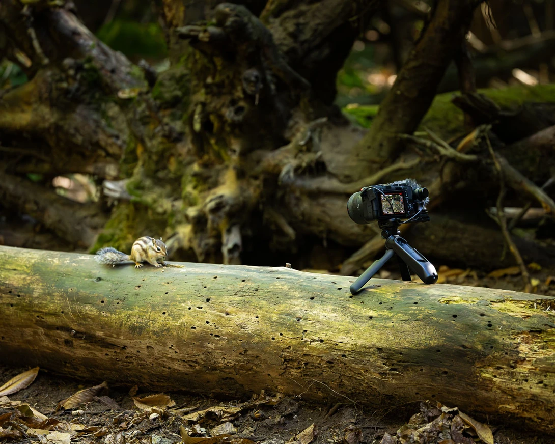 I recorded some squirls in a nearby forest. The bluetooth remote came in handy. Unfortunately it is difficult to see if the camera is recording. The indication on screen is small.