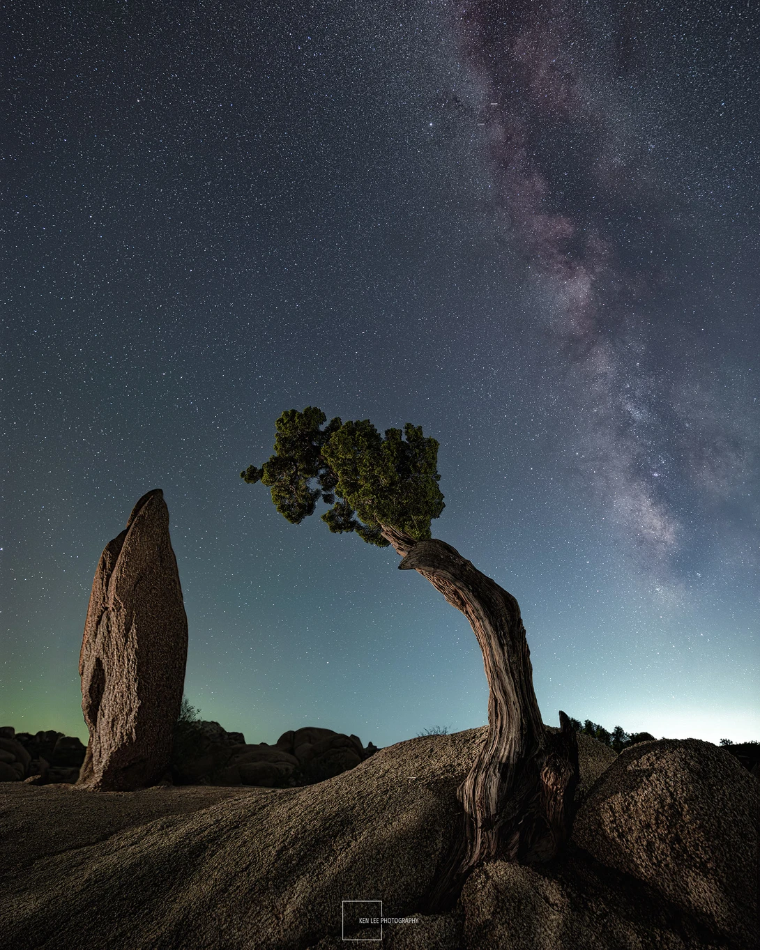 Gnarled tree with foliage silhouetted against the Milky Way galaxy at night.