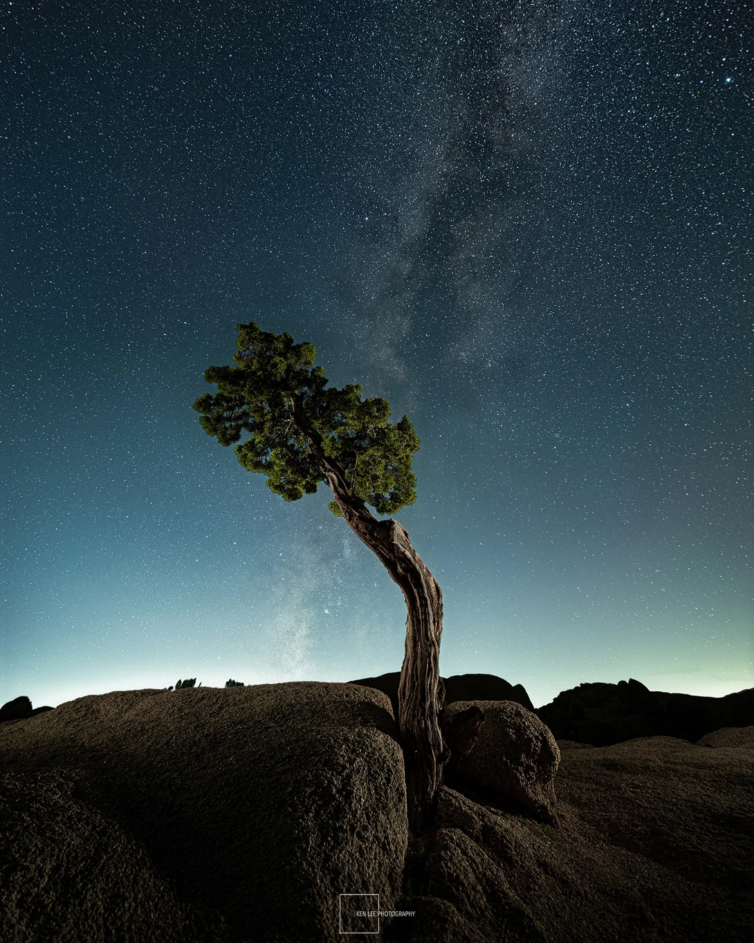 Solitary windswept tree silhouetted against a star-filled night sky and glowing horizon.