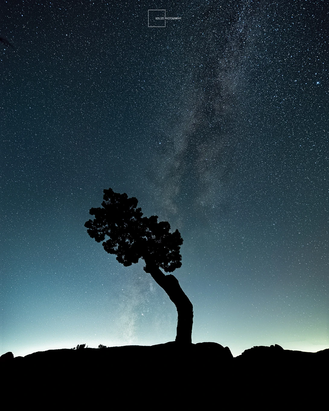 Silhouetted tree with windswept canopy against starry night sky and Milky Way.