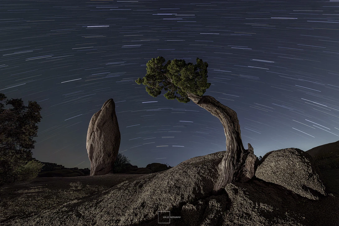Gnarled tree with curved trunk and foliage silhouetted against starry night sky with star trails.