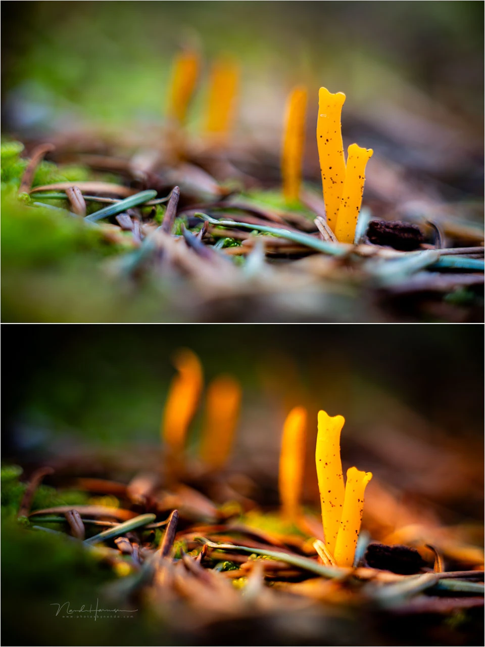 An example of the effect that the RM 03 can offer. Above is existing light, below is whit the RM 03, warm white light and white balance set on 3000K.