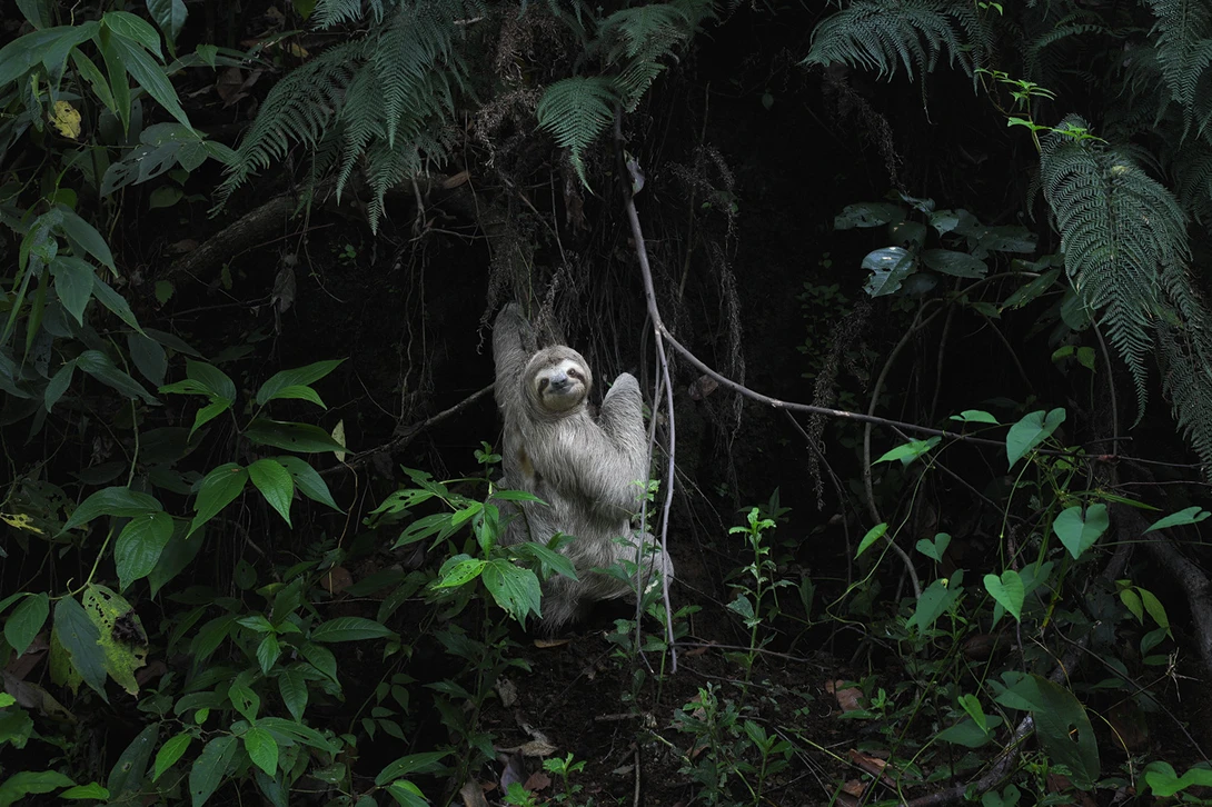 Sloth