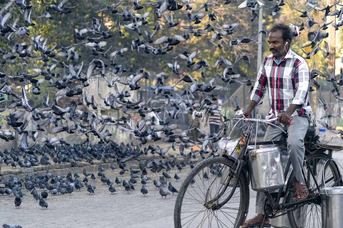 Man on bicycle with cargo basket surrounded by pigeons in flight against a textured wall.