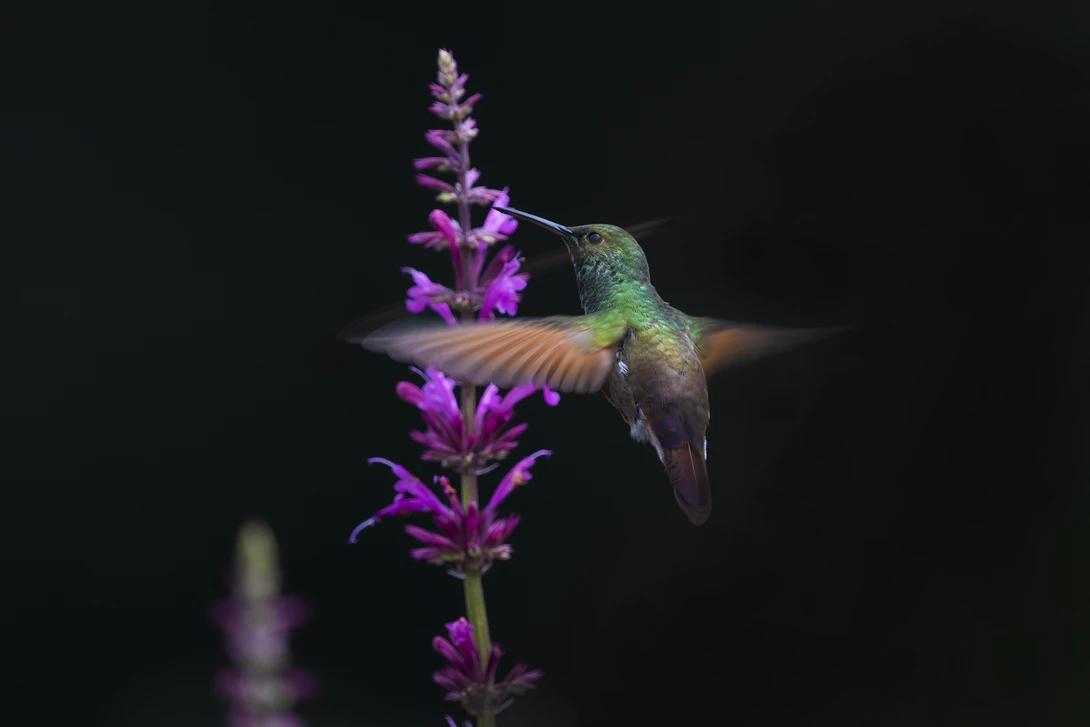 A berylline hummingbird flying towards pink lemon balm flowers.
