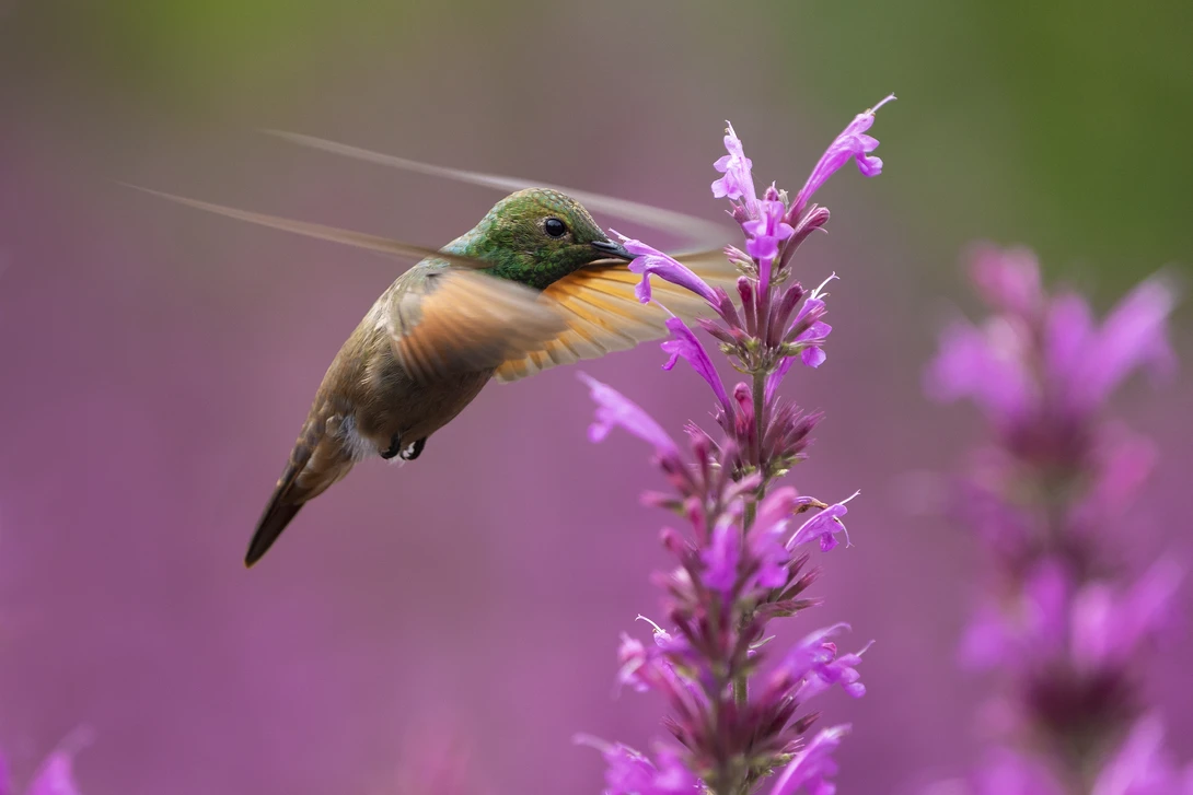 A berylline hummingbird flying towards pink lemon balm flowers.