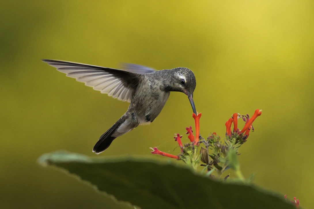 A female broad-billed hummingbird is feeding off of bright red tubular flowers