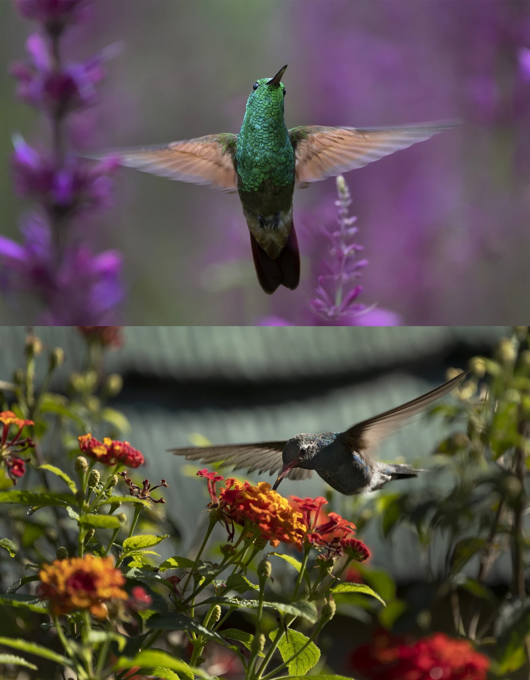 Comparative image with a photo taken during an overcast day vs. one taken at midday with harsh sunlight.