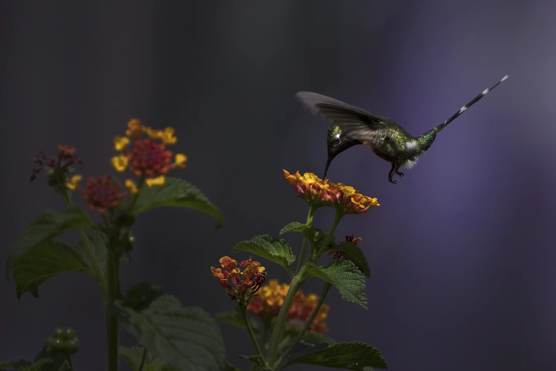 Sparkling-tailed hummingbird feeding off of a verbena plant.