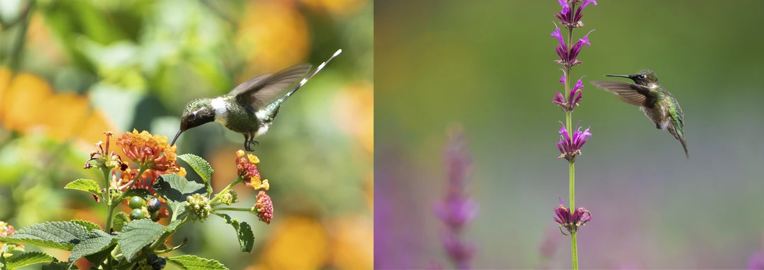 Comparative image of photos taken with a Sony Alpha 1 and Sony A7c cameras.