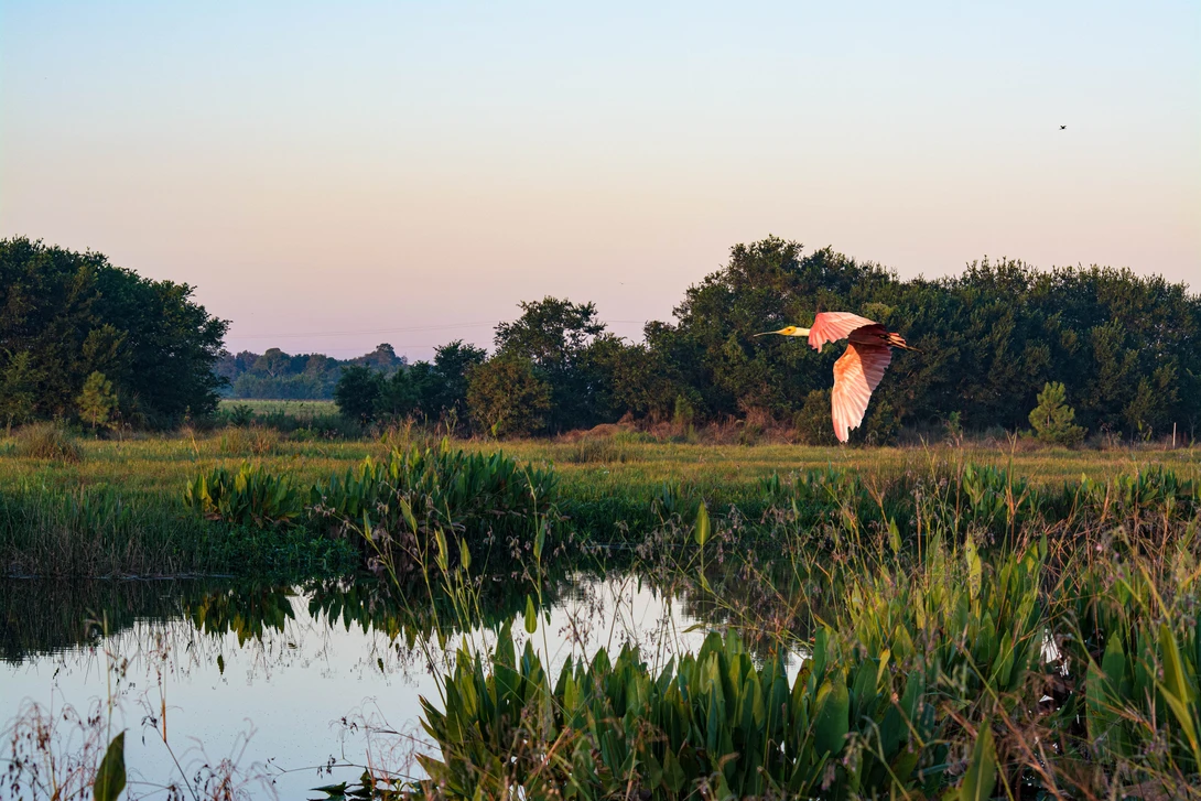 View Roseate Spoonbill in the Morning by Robert Barr
