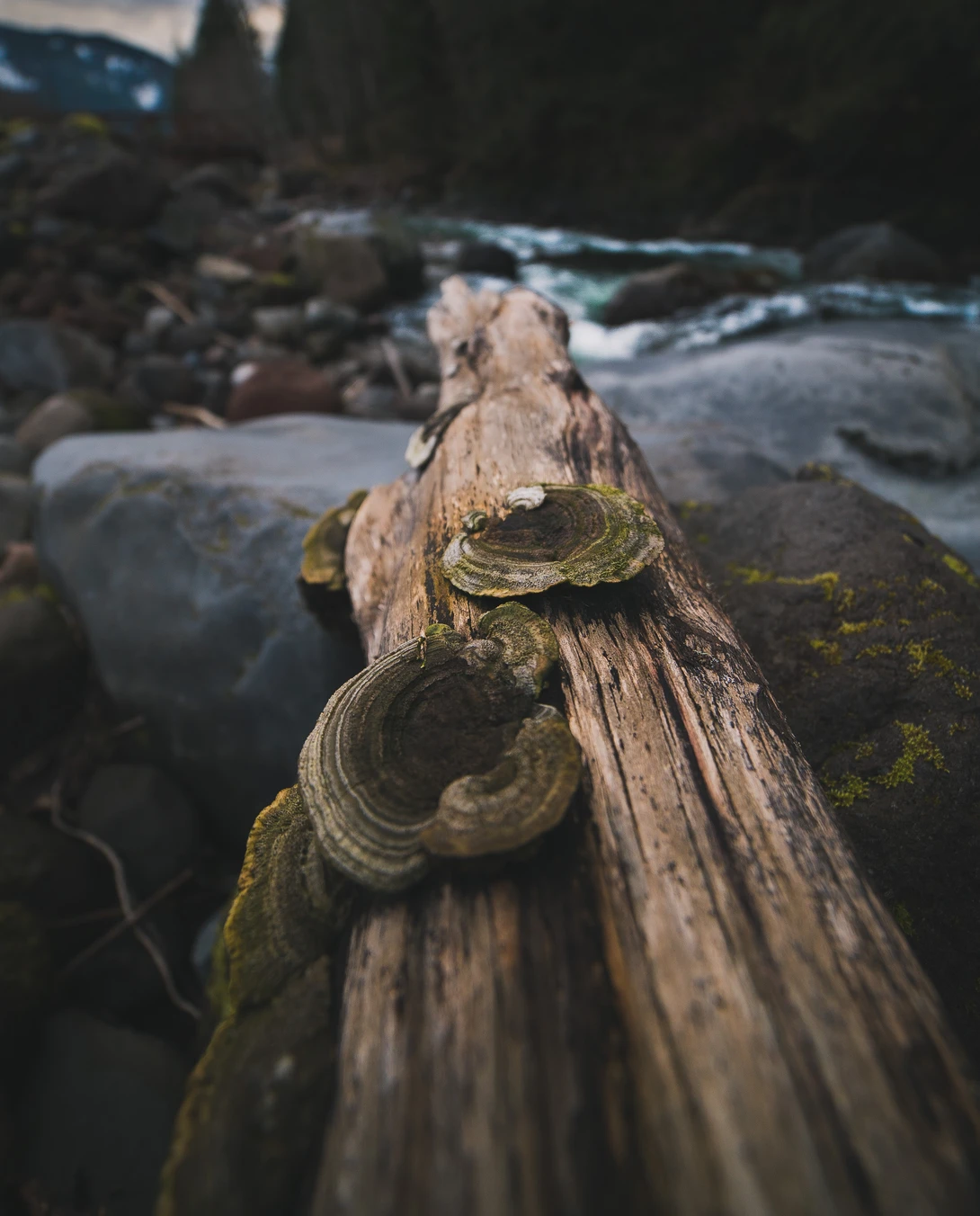 View 8c424d7fa1605bdb6a76de9a3464fdec.jpg by Cody Cox