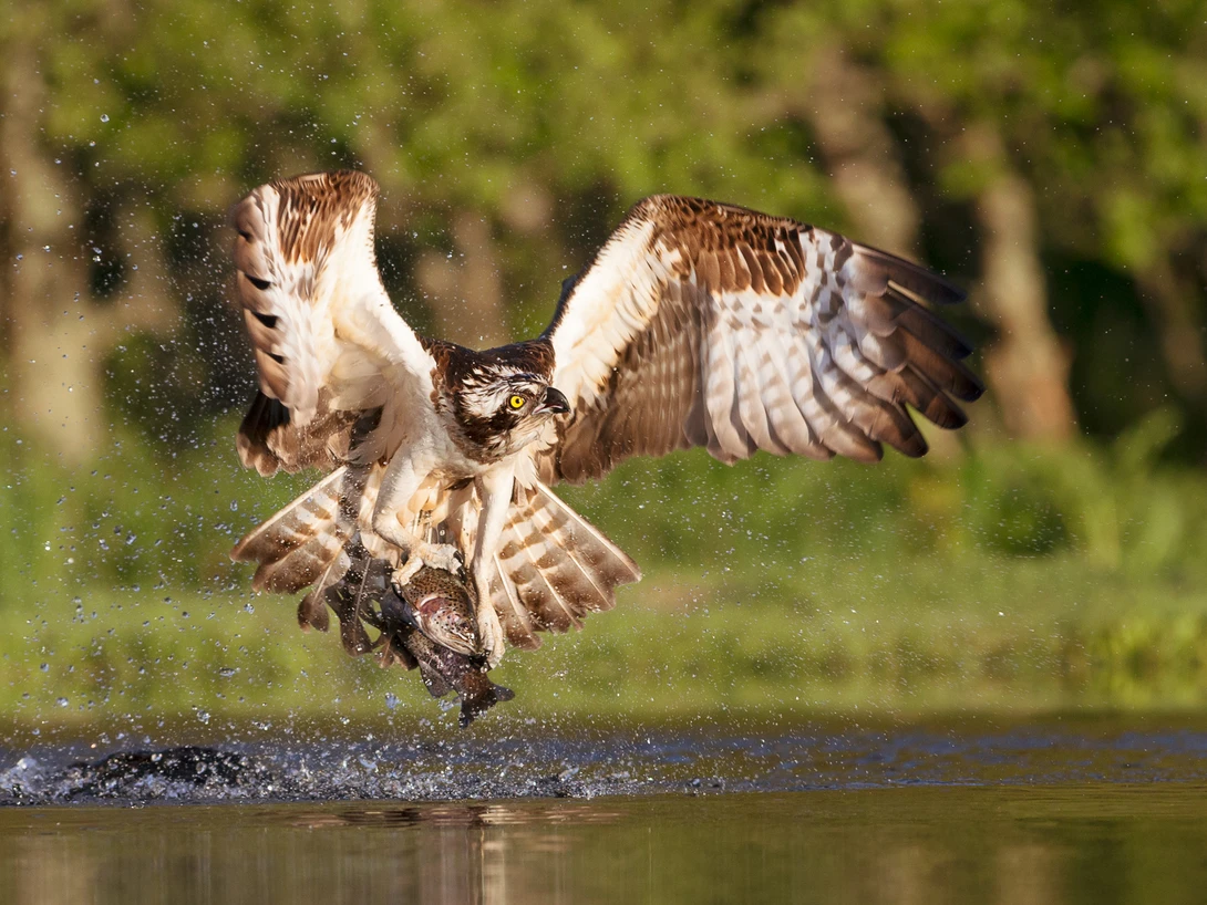 View Osprey (Pandion haliaetus) by Howard Ashton-Jones