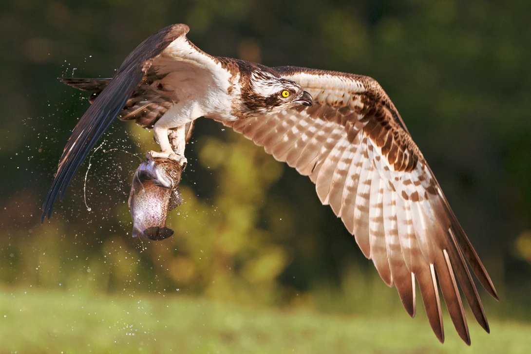 View Osprey (Pandion haliaetus) by Howard Ashton-Jones