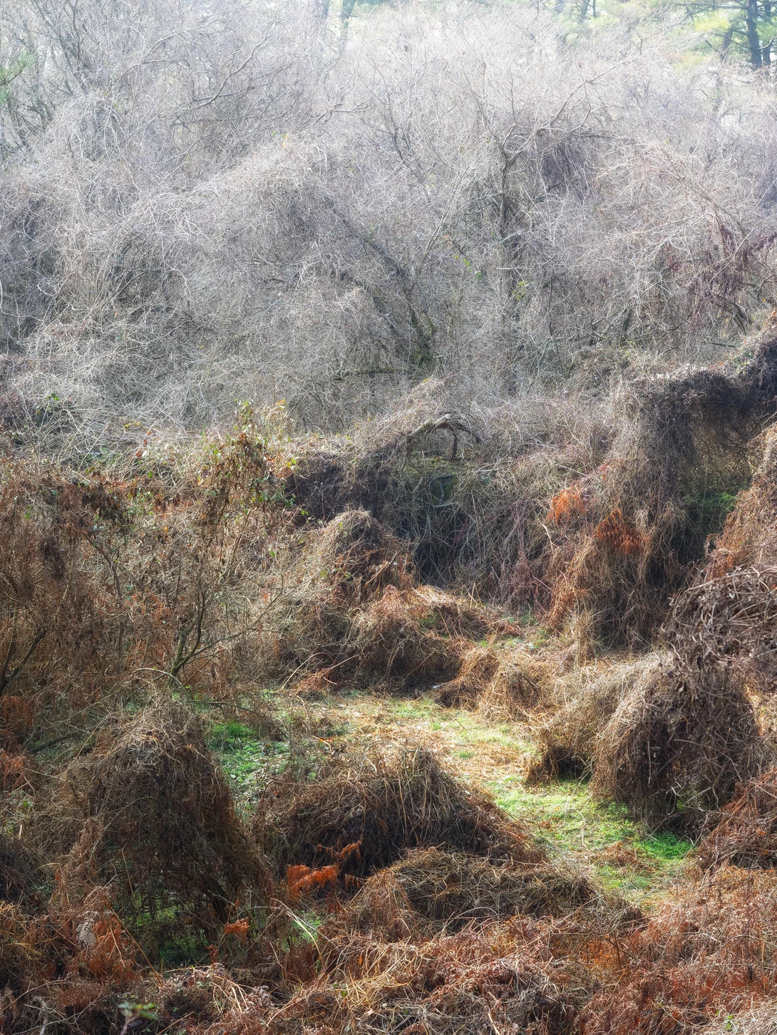 View Organically Unorganized by Sebastian Von Szuts