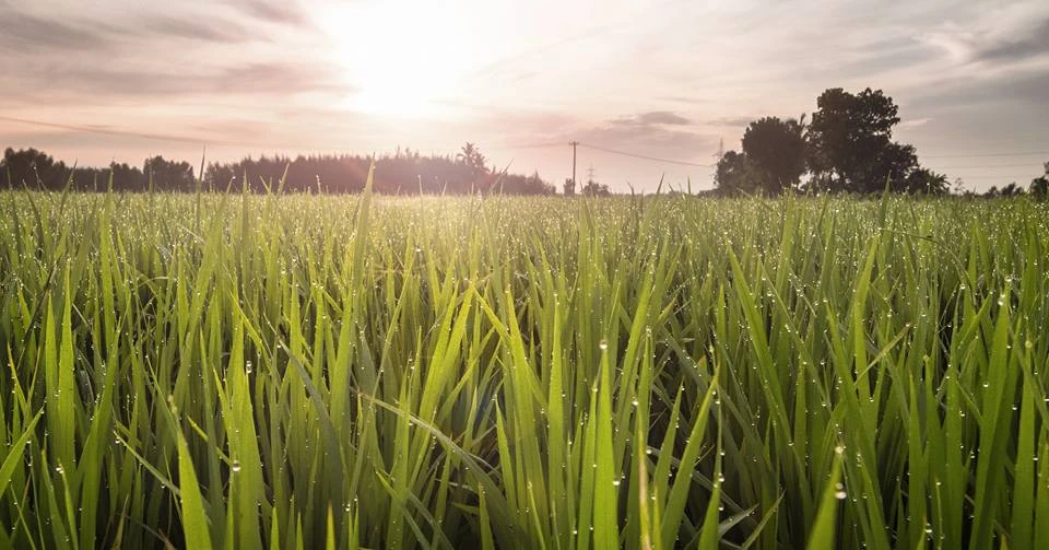 View Morning Dew by Vasanth David