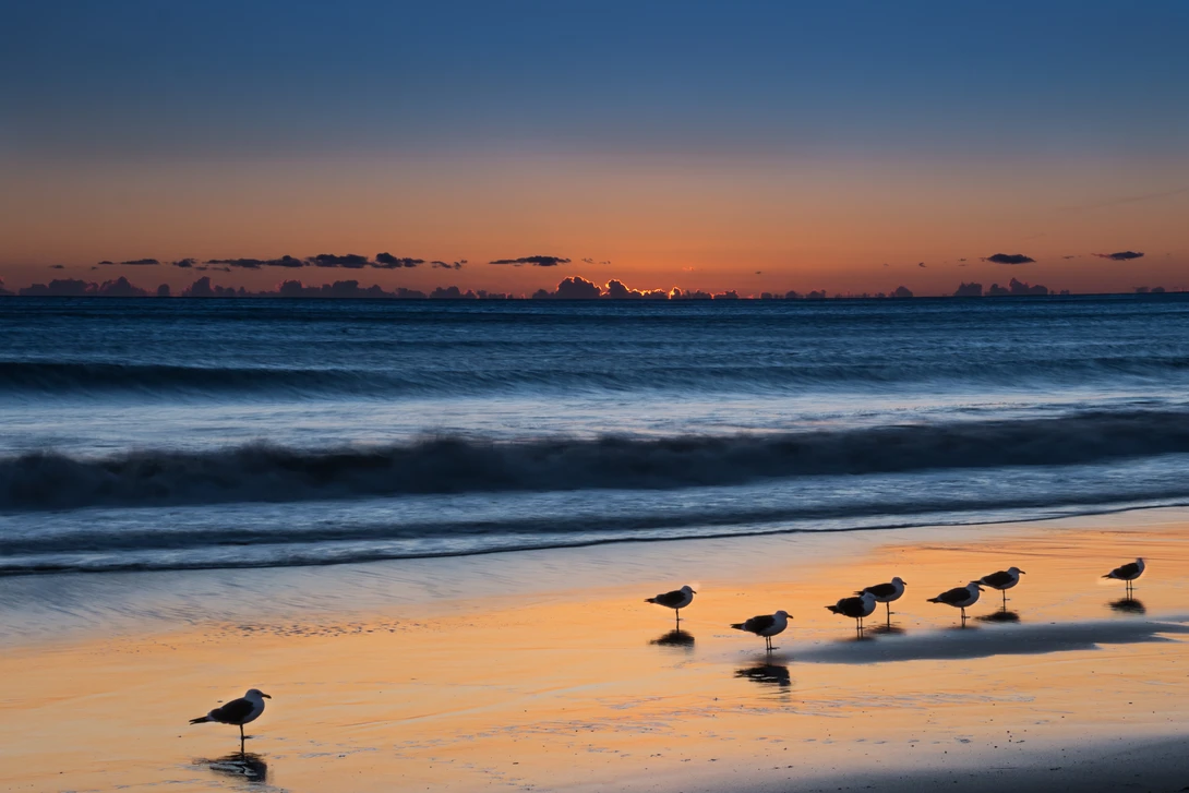 View Maliblu Gulls by Don Miner