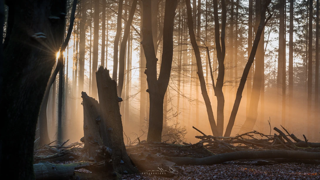 View 1ff2c8e4e95a6a65f778aa4e5e61cdf5.jpg by Matthijs Bettman