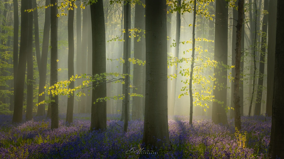 View Light in the forest by Matthijs Bettman