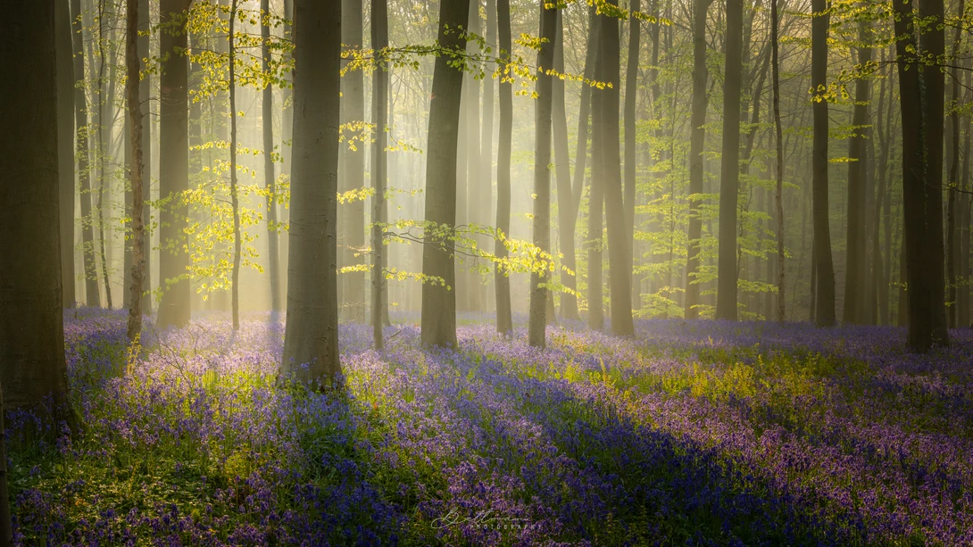 View Through the trees by Matthijs Bettman