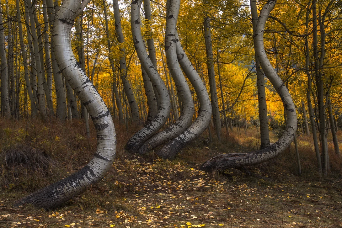 View Curvy Aspen Forest by Nick Souvall