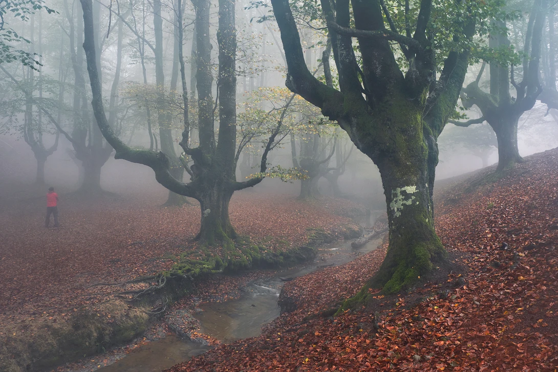 View Magical forests of Bizkaia by Lionel Fellay