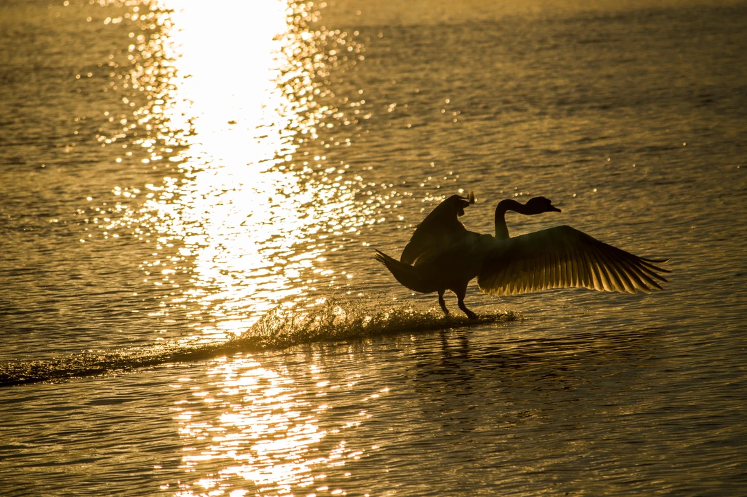 View Swan landing on the river by Vladimir Tomić