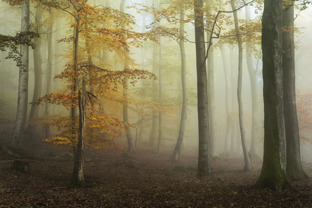 View stay gold by Sandro Loos