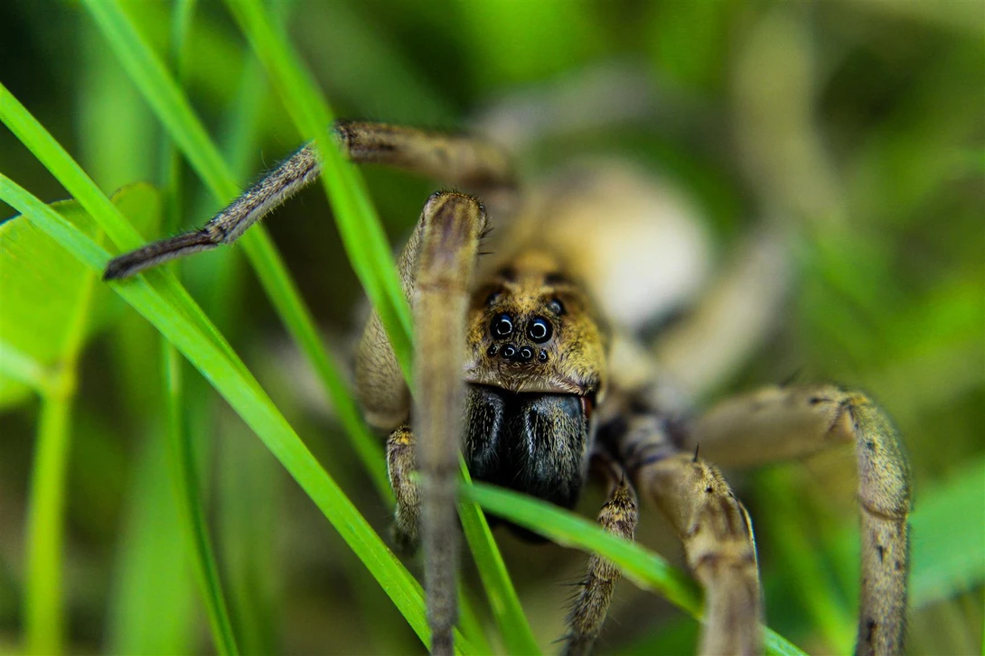 View Wolf Spider by Andrew Smith