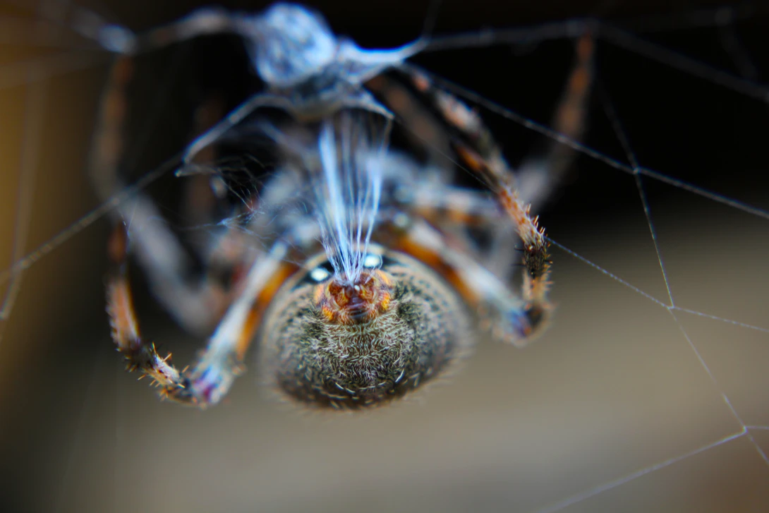 View Spider Food by Andrew Smith