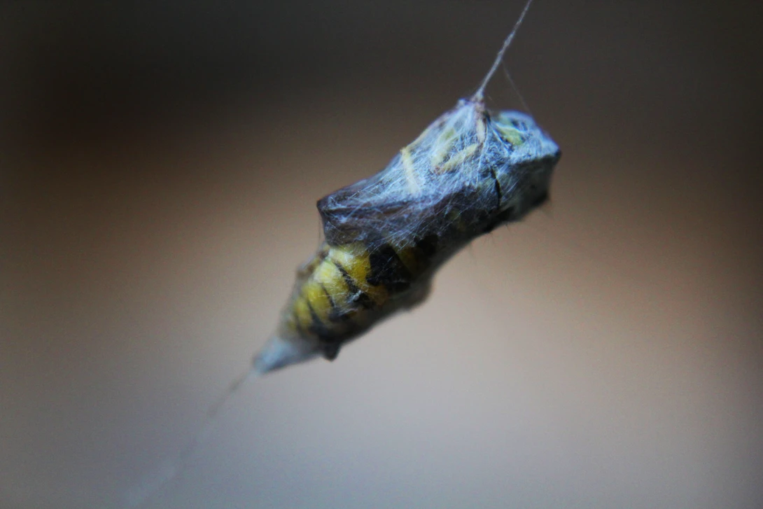 View Yellow Jacket by Andrew Smith