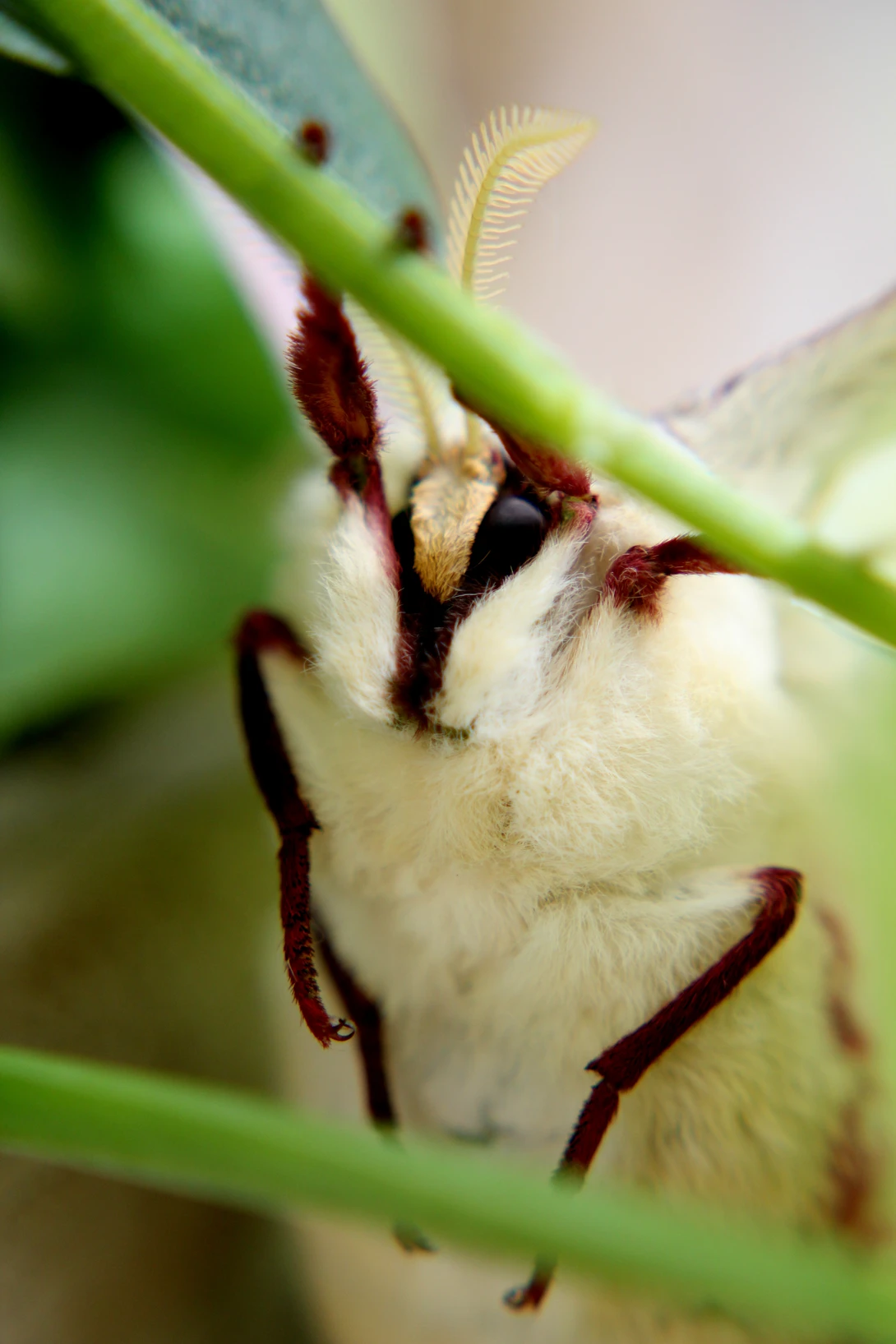View Luna Moth by Andrew Smith