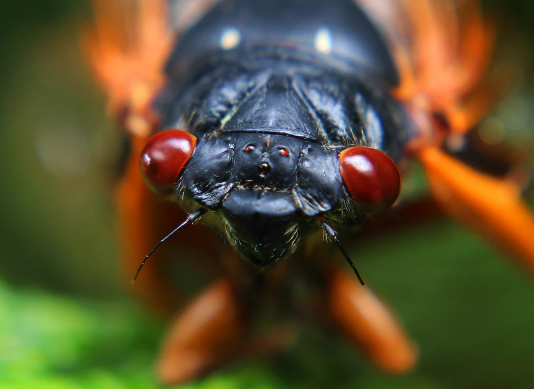 View Cicada by Andrew Smith